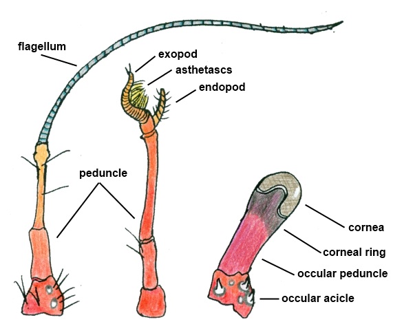 Eyestalks, antennules and antennae of Dardanus megistos