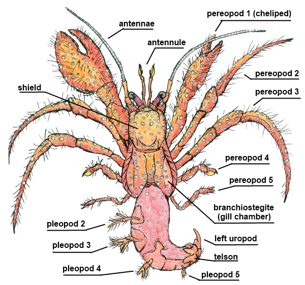 Field illustration of Dardanus megistos