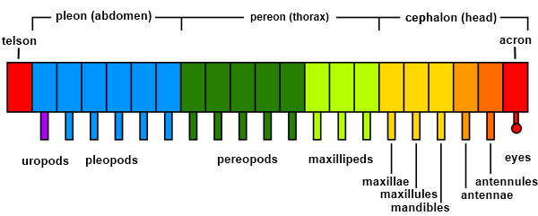 Abstraction of generalised crustacean bodyplan