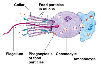 What Are The Functions Of Sponges Specialized Cells Archaeocytes Choanocytes Porocytes Socratic