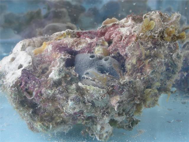 prostitute pearl in the oyster