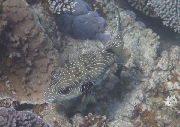 Stars and stripes puffer