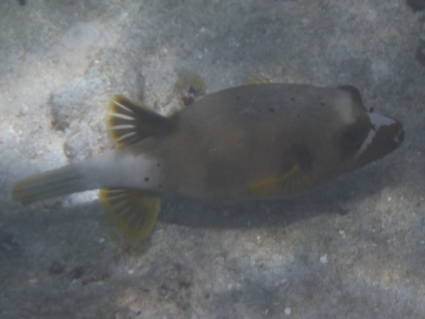 Dog-faced puffer