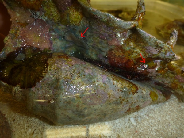 Epibionts of Dardanus megistos