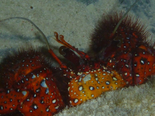 Large Dardanus megistos
