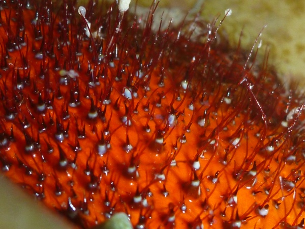 Close-up Dardanus megistos