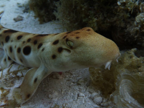 Epaulette shark
