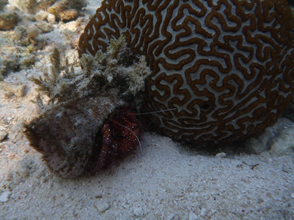 Camouflaged Dardanus megistos
