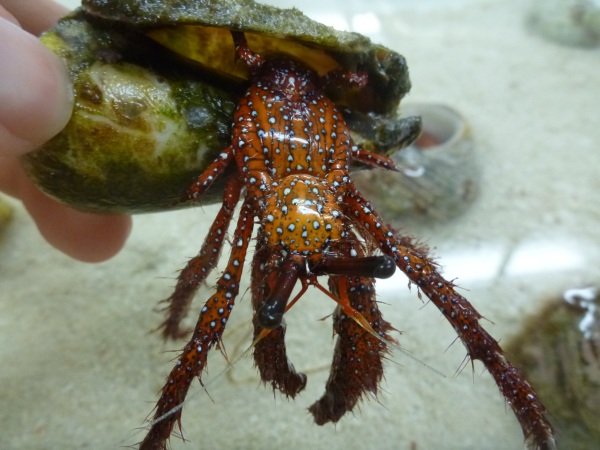 Gill chambers of Dardanus megistos