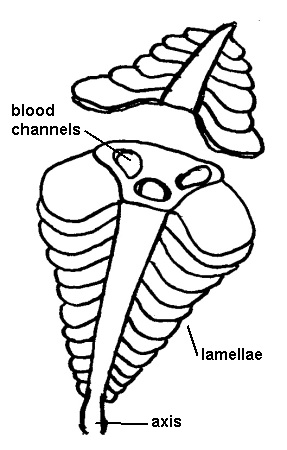 Phyllobranchiate arthrobranch
