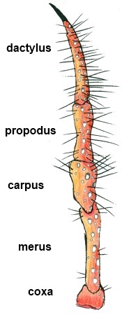 Pereopod of Dardanus megistos