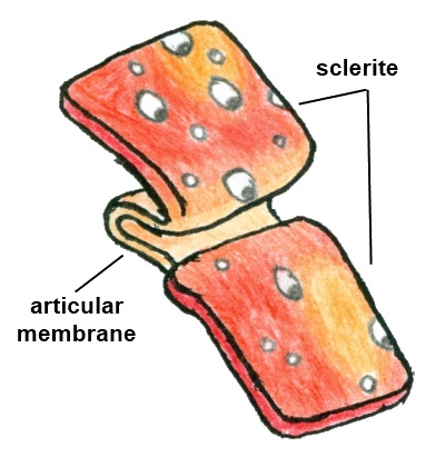 Sclerites