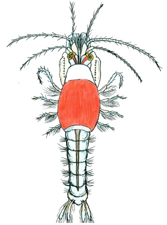 Mysid shrimp found sharing shell with Dardanus megistos