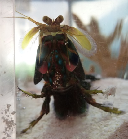 Mantis shrimp