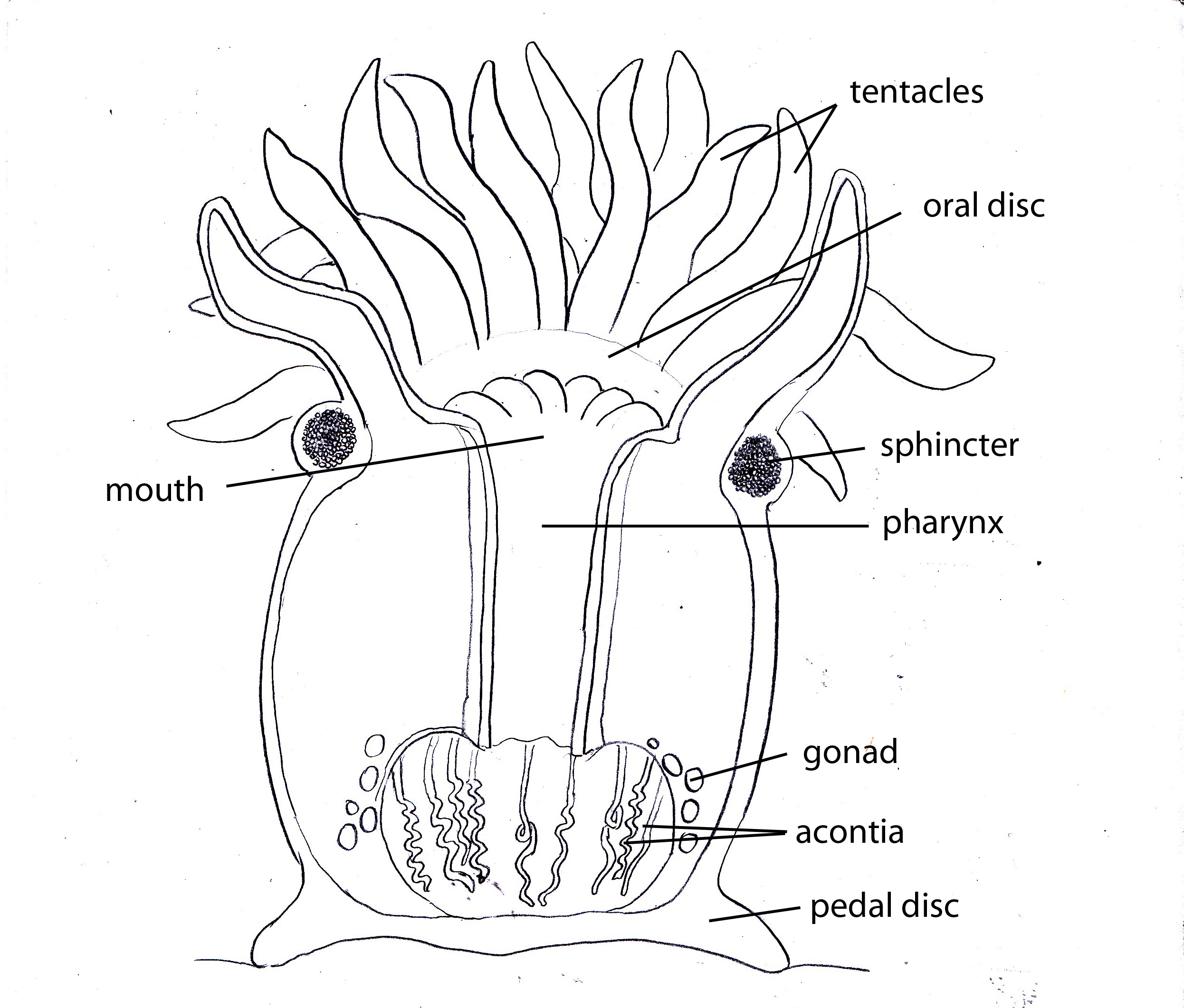 sea anemone dissection