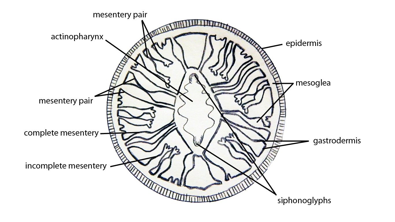 sea anemone dissection