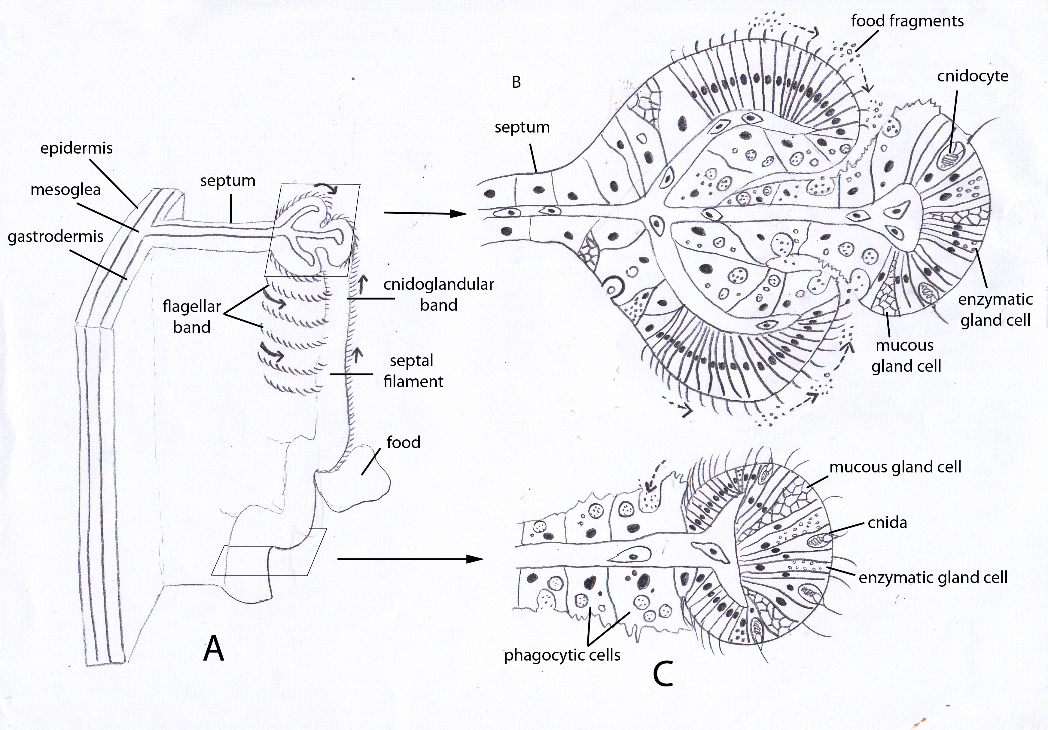 sea anemone labeled diagram