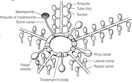 Water Vascular System - Wikipedia, The Free Encyclopedia PDF