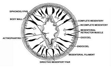 sea anemone labeled diagram