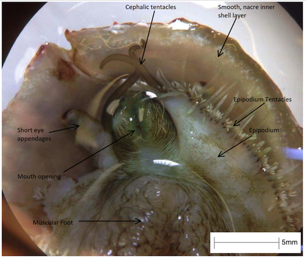figure image
