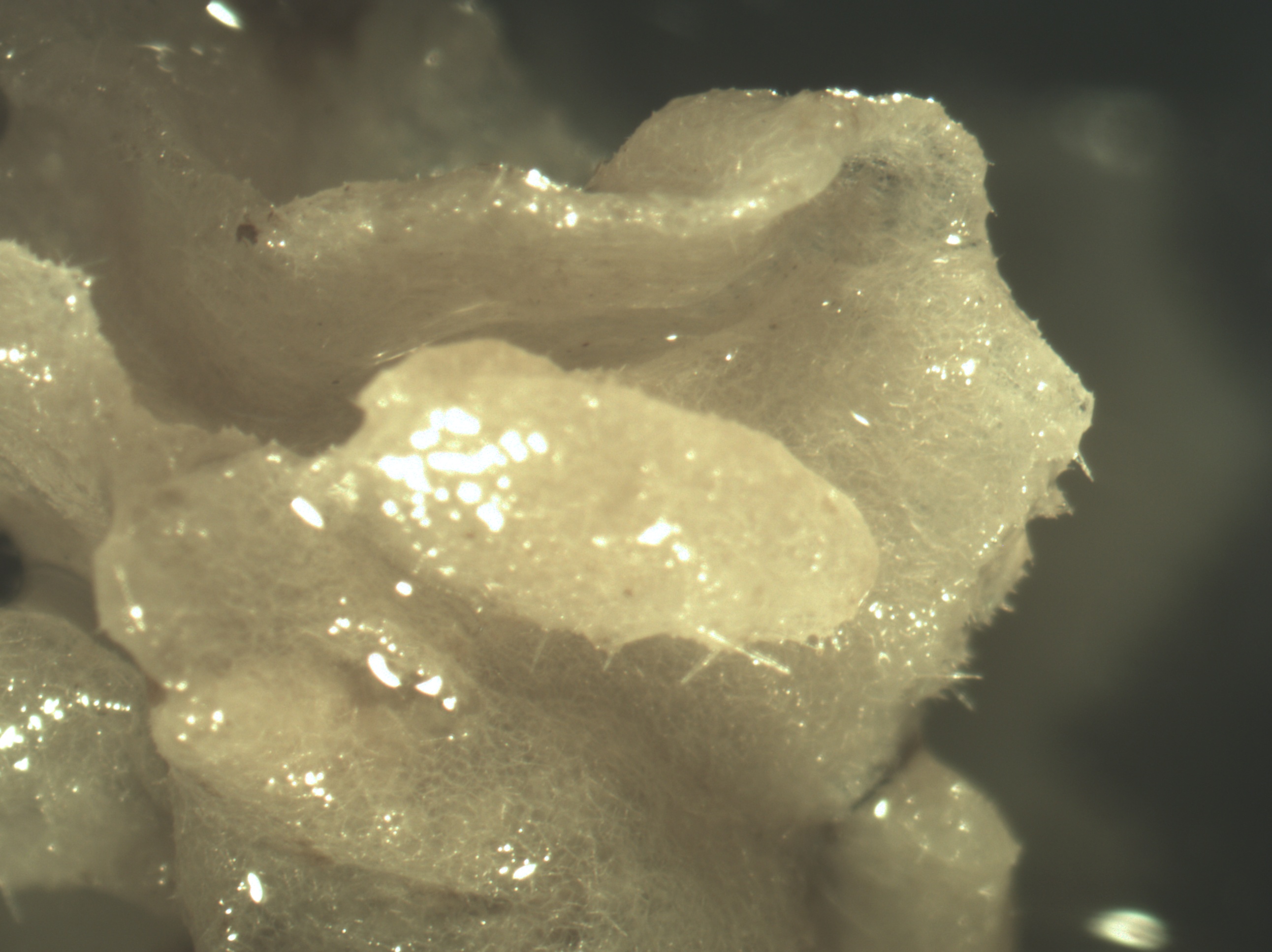 Prepare To Be Amazed: Nucleoli'S Action During [Remarkable Cellular Event] - twnfqos
