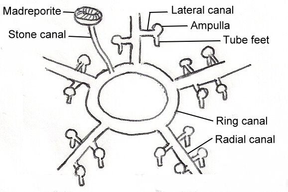 How does the water vascular system of a sea star function?