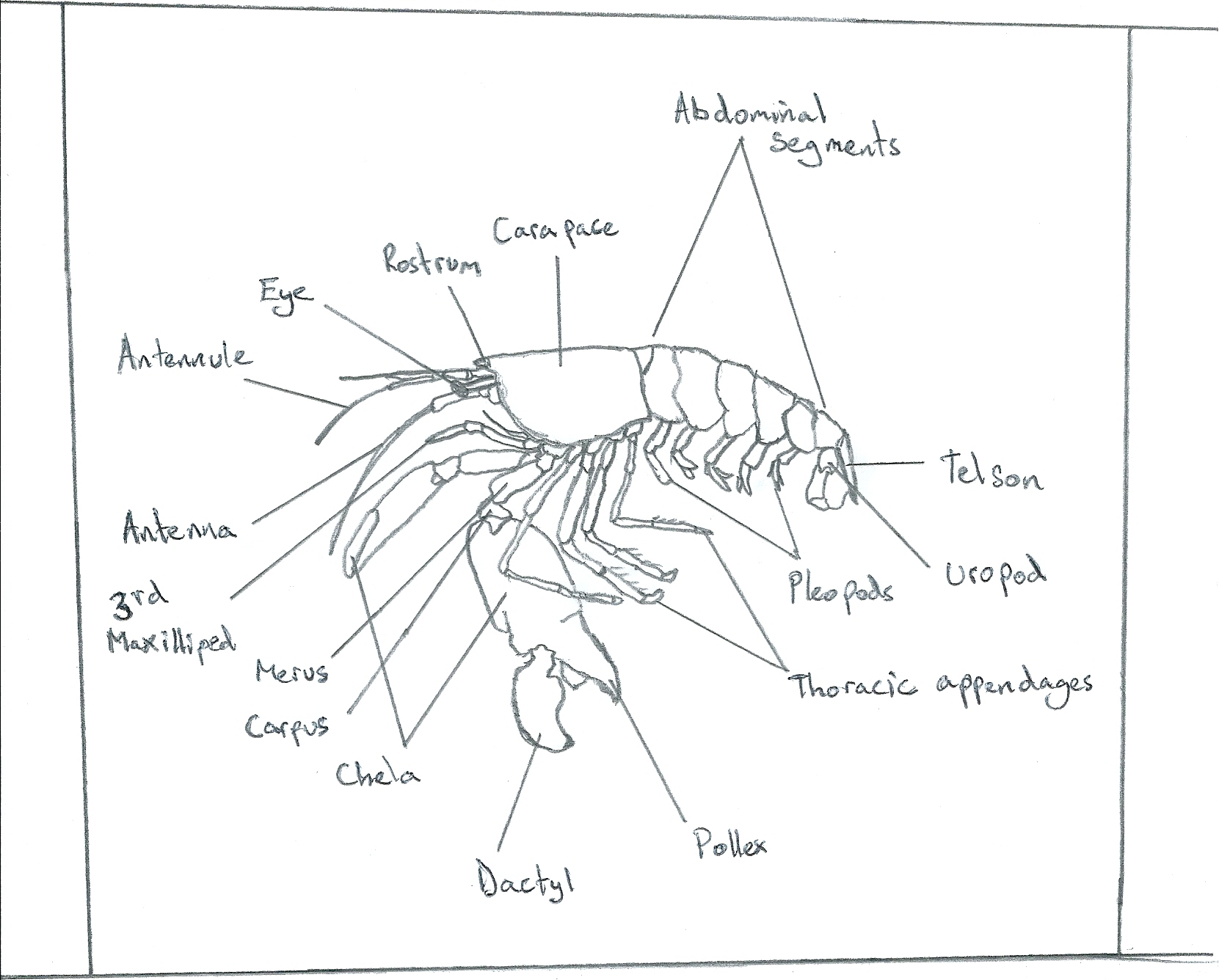 Shrimps Anatomy