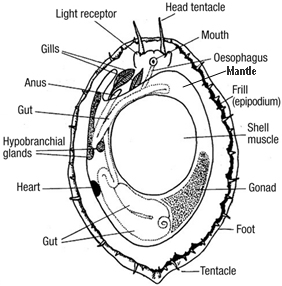 Cypraea annulus