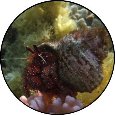 Dardanus megistos
