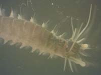 Nereis spp.